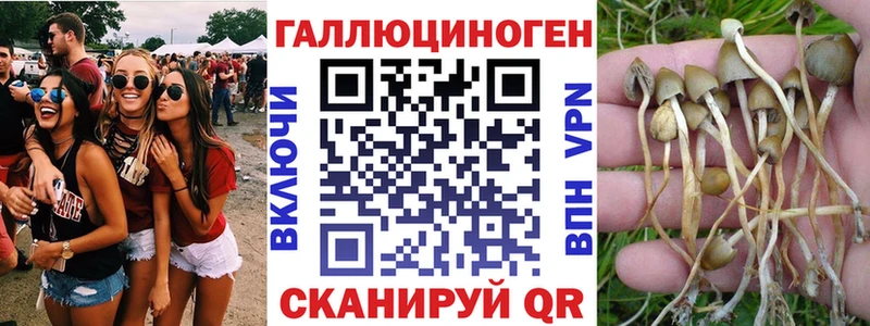 продажа наркотиков  Суворов  Псилоцибиновые грибы Psilocybe 